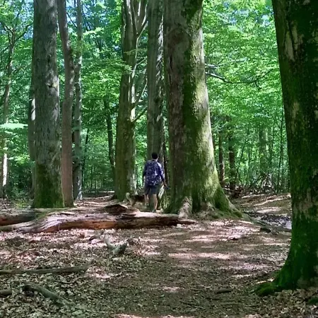 Boshof 8, Parel Op De Veluwe! Vakantiehuis