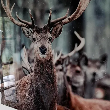 Holiday home Boshof 8, Parel Op De Veluwe!