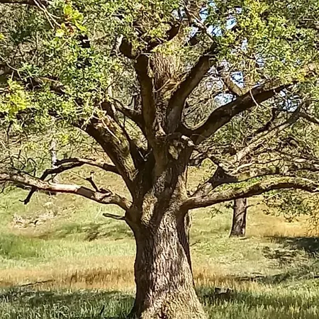 Boshof 8, Parel Op De Veluwe! Vakantiehuis